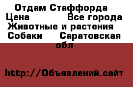 Отдам Стаффорда › Цена ­ 2 000 - Все города Животные и растения » Собаки   . Саратовская обл.